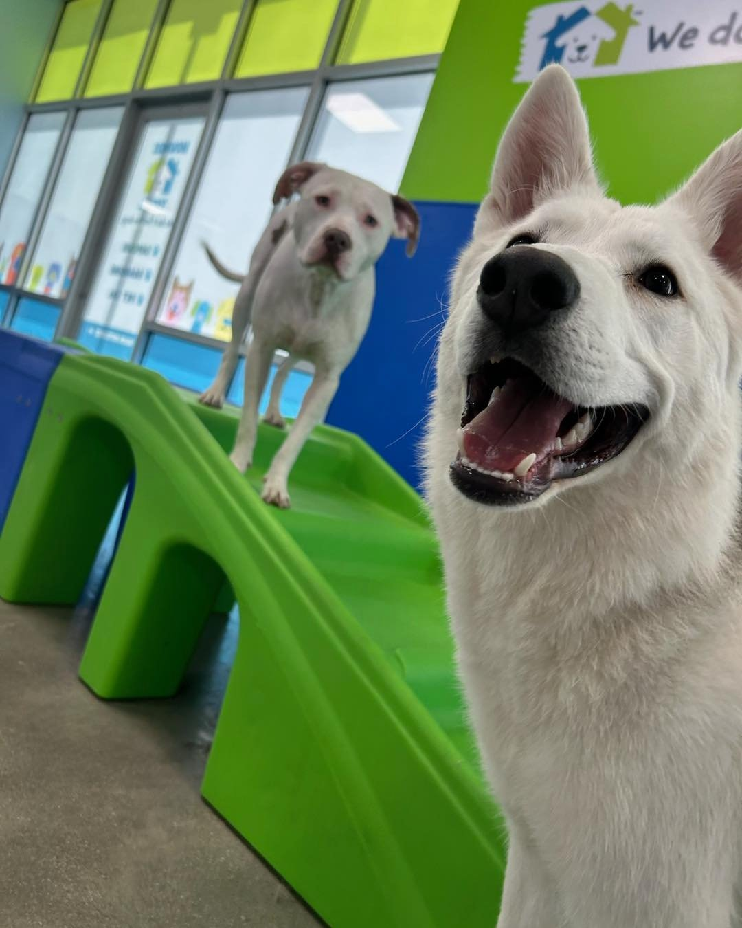 Cage-free group play at Hounds Town