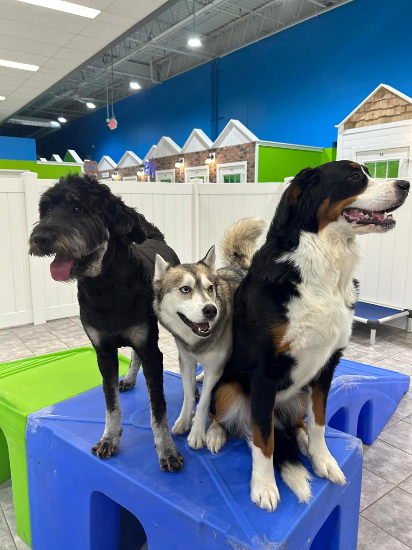 Hounds Town team and dogs