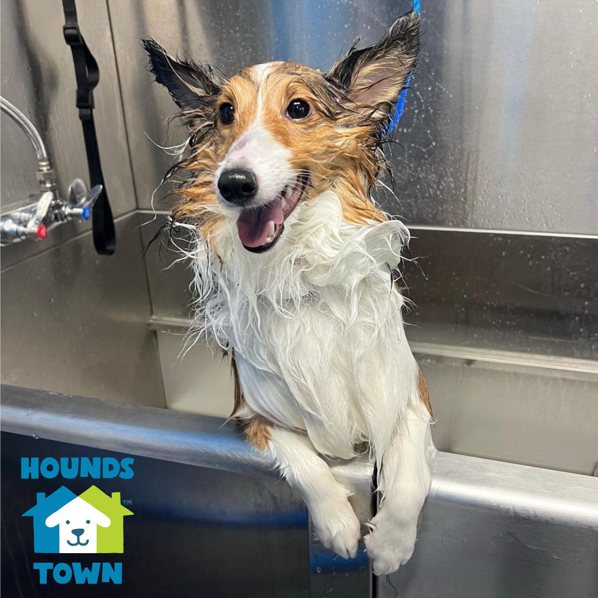 Hounds Town spa and grooming services