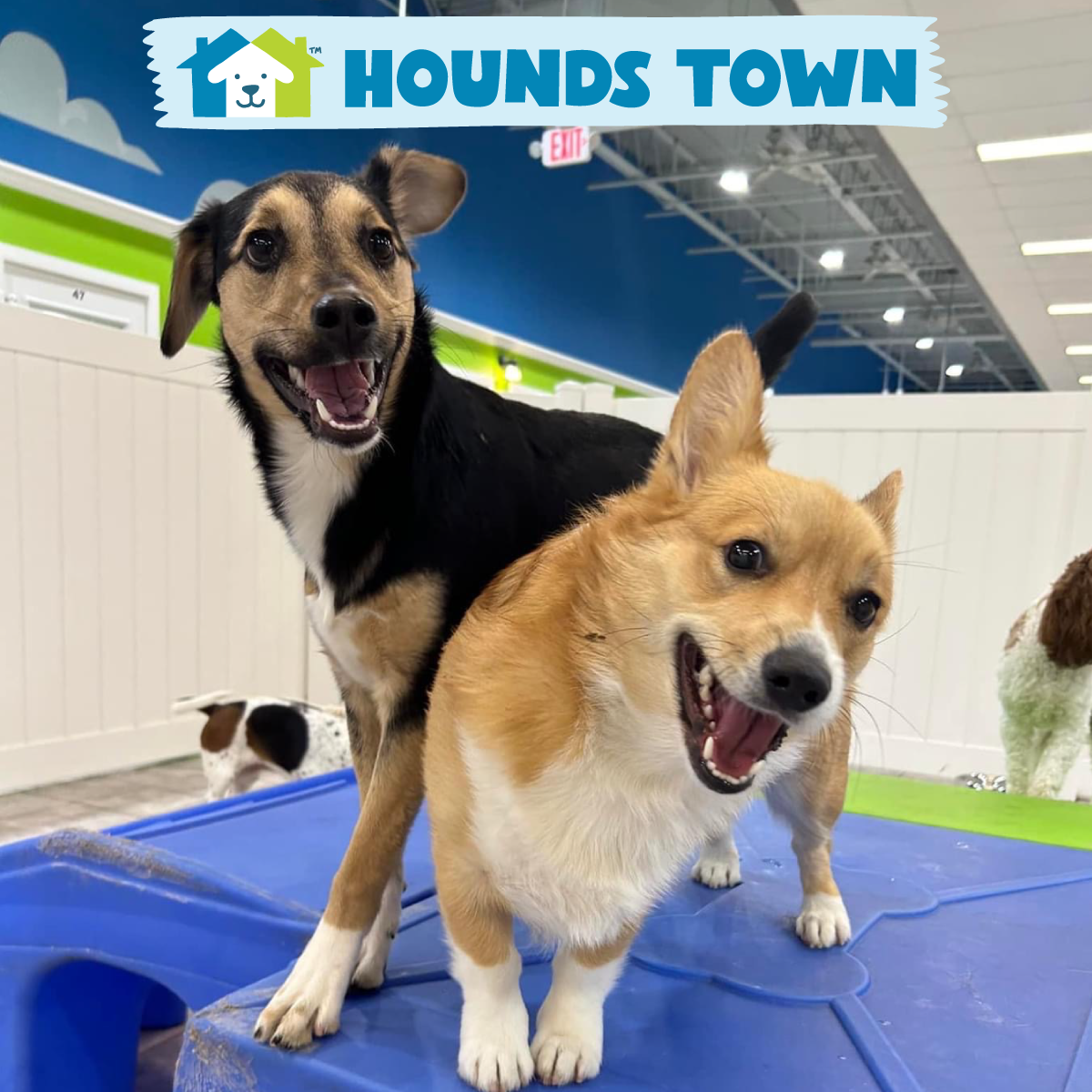Dogs at play in a Hounds Town facility